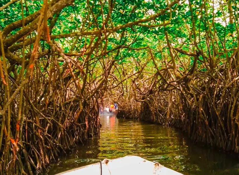 Madu-Ganga-Boat-Safari
