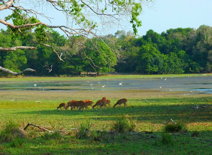 a-herd-of-deers