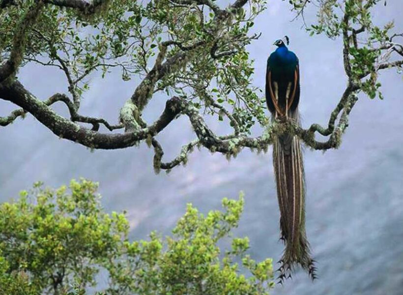 sinharaja-forest-feserve-sri-lanka